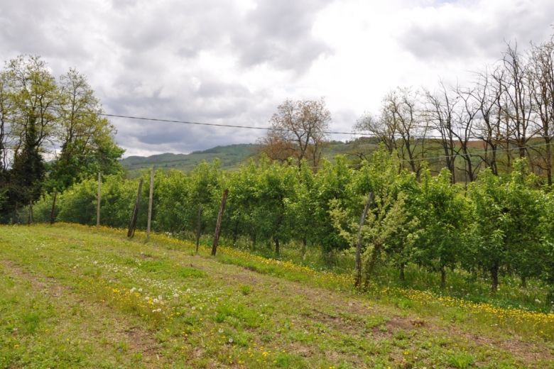 Momperone (AL)  Alta val Curone casa in sasso soleggiata 