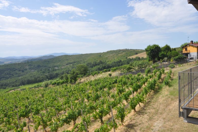 Podere agricolo con struttura ristorativa, vigneti , zona faunistica