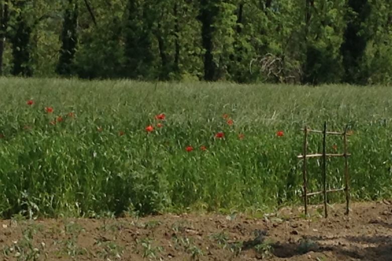 Caratteristica cascina d'epoca a corte rettangolare e tanto altro 