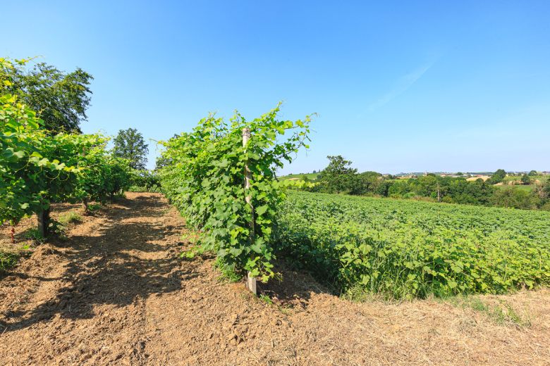 Podere con residenza privata in posizione collinare 