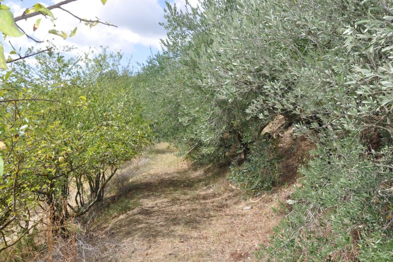 La casa degli Ulivi sulle colline piacentine 