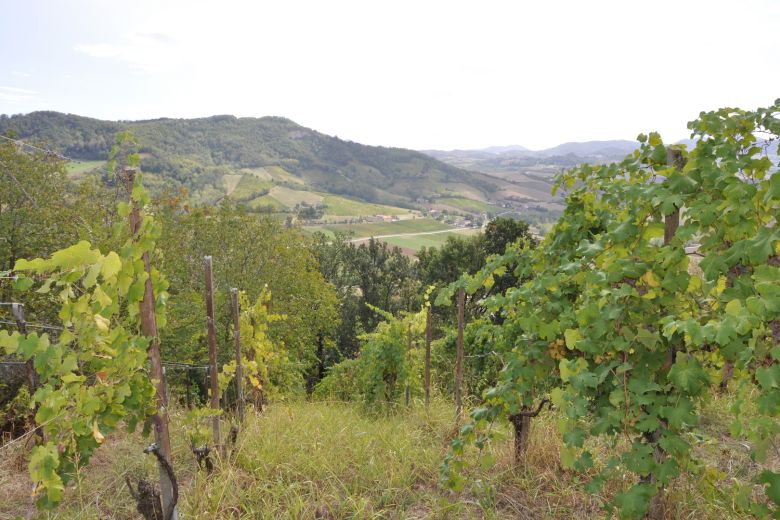 La casa degli Ulivi sulle colline piacentine 