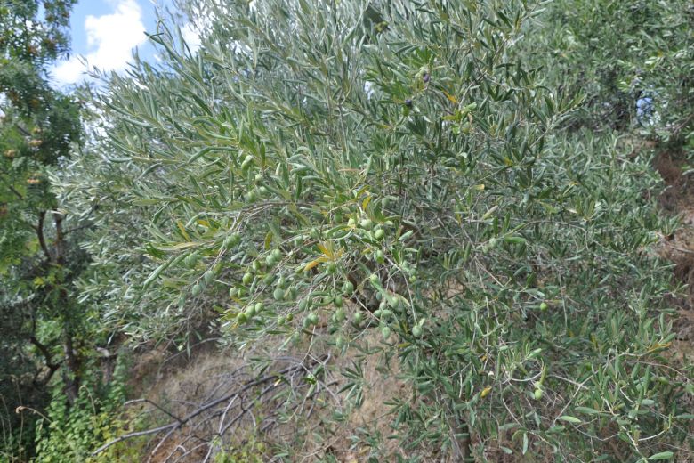 La casa degli Ulivi sulle colline piacentine 