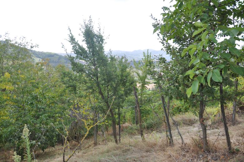 La casa degli Ulivi sulle colline piacentine 