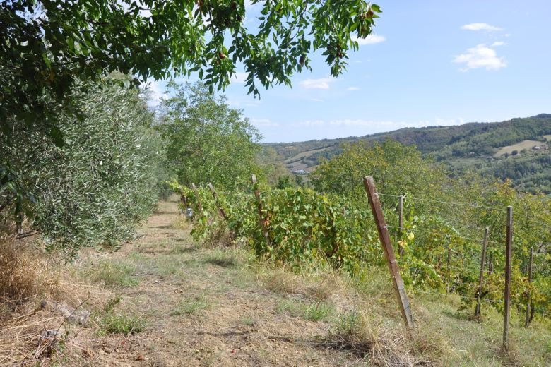 La casa degli Ulivi sulle colline piacentine 