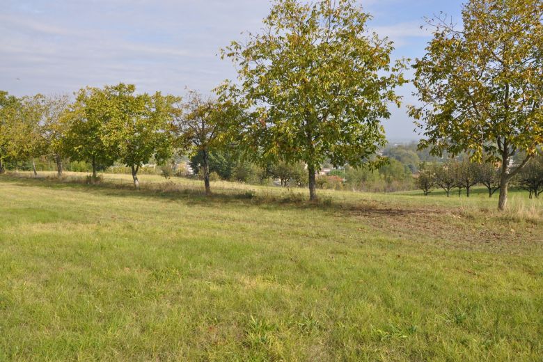 Ancient farmhouse with vineyard of 5 hectares - Torricella Verzate