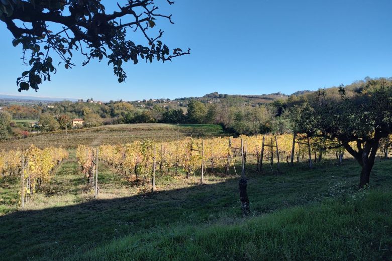 Torricella Verzate (PV) Antica casa colonica con vigneto 